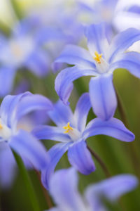 Chionodoxa in full blossom, Chionodoxa forbesii, glory-of-the-snow, blue snow brightness, medium close-up Chionodoxa in full blossom, Chionodoxa forbesii, glory-of-the-snow, blue snow brightness, medium close-up